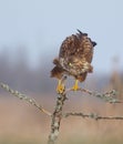 Common Buzzard - MÃÂ¤usebussard - Buteo buteo