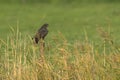 Common Buzzard perched on a pole