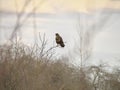 Common buzzard perched on the top of the bare bush