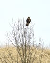 Common buzzard perched on the top of the bare tree