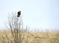 Common buzzard perched on the top of the bare tree