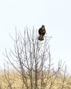 Common buzzard perched on the top of the bare tree