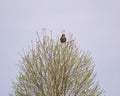Common buzzard perched on top of the tree in the meadow