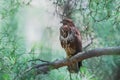 Common buzzard on a pine branch Royalty Free Stock Photo