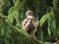 Common buzzard in pinetree