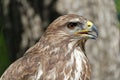 Common Buzzard Portrait Royalty Free Stock Photo