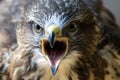 Common Buzzard Royalty Free Stock Photo