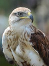 Common Buzzard Portrait Royalty Free Stock Photo