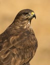 Common Buzzard portrait Royalty Free Stock Photo