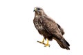 Common buzzard a powerful bird of prey sitting and looking isolated on white