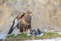 Common buzzard with prey Royalty Free Stock Photo