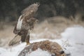Common buzzard protecting his dinner Royalty Free Stock Photo