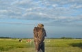 common Buzzard resp,Buteo buteo rests on a post,Rhineland,Germany