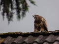 Common Buzzard on Rooftop - Buteo buteo