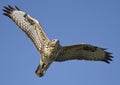 A Common Buzzard, in search of dinner, resting, rural Turkey Royalty Free Stock Photo