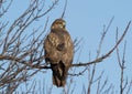 Common buzzard sits in thick branches Royalty Free Stock Photo
