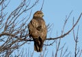 Common buzzard sits in thick branches close up view Royalty Free Stock Photo