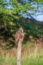 Common Buzzard sitting on a fence pole in the summer Royalty Free Stock Photo