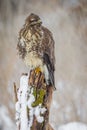 Buzzard on an old tree stump Royalty Free Stock Photo