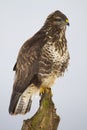 Common buzzard sitting on tree in wintertime nature