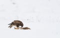 Common buzzard in the snow with dead fox Royalty Free Stock Photo