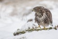 Common buzzard in snow Royalty Free Stock Photo