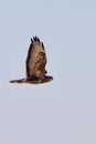Common buzzard soaring against blue sky Royalty Free Stock Photo