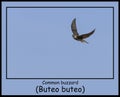 Common Buzzard soaring in a clear blue sky Royalty Free Stock Photo