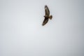 Common Buzzard soaring gracefully through the sky, against a backdrop of clear sky Royalty Free Stock Photo