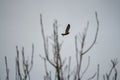 Common Buzzard soaring gracefully through the sky, seen through tree branches Royalty Free Stock Photo