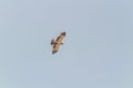 Common Buzzard Soaring with Outstretched Wings in the Blue Sky Royalty Free Stock Photo