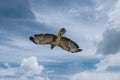 Common Buzzard Soaring In The Sky Royalty Free Stock Photo