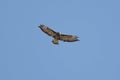 Common Buzzard Soaring In The Sky Royalty Free Stock Photo