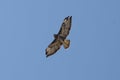 Common Buzzard Soaring In The Sky Royalty Free Stock Photo