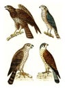 Common Buzzard, Sparrowhawk, Northern goshawk, Common kestrel, vintage engraving