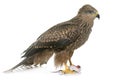 Common buzzard in studio Royalty Free Stock Photo