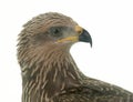 Common buzzard in studio Royalty Free Stock Photo