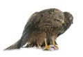 Common buzzard in studio Royalty Free Stock Photo