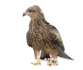 Common buzzard in studio Royalty Free Stock Photo