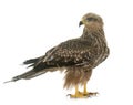 Common buzzard in studio Royalty Free Stock Photo