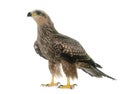 Common buzzard in studio Royalty Free Stock Photo