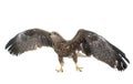 Common buzzard in studio Royalty Free Stock Photo