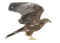 Common buzzard in studio Royalty Free Stock Photo
