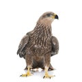 Common buzzard in studio Royalty Free Stock Photo