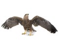Common buzzard in studio Royalty Free Stock Photo