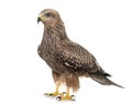 Common buzzard in studio