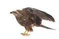 Common buzzard in studio Royalty Free Stock Photo