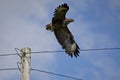 Common buzzard taking flight