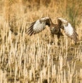 A Common Buzzard taking off