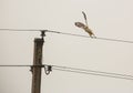 Common Buzzard taking off